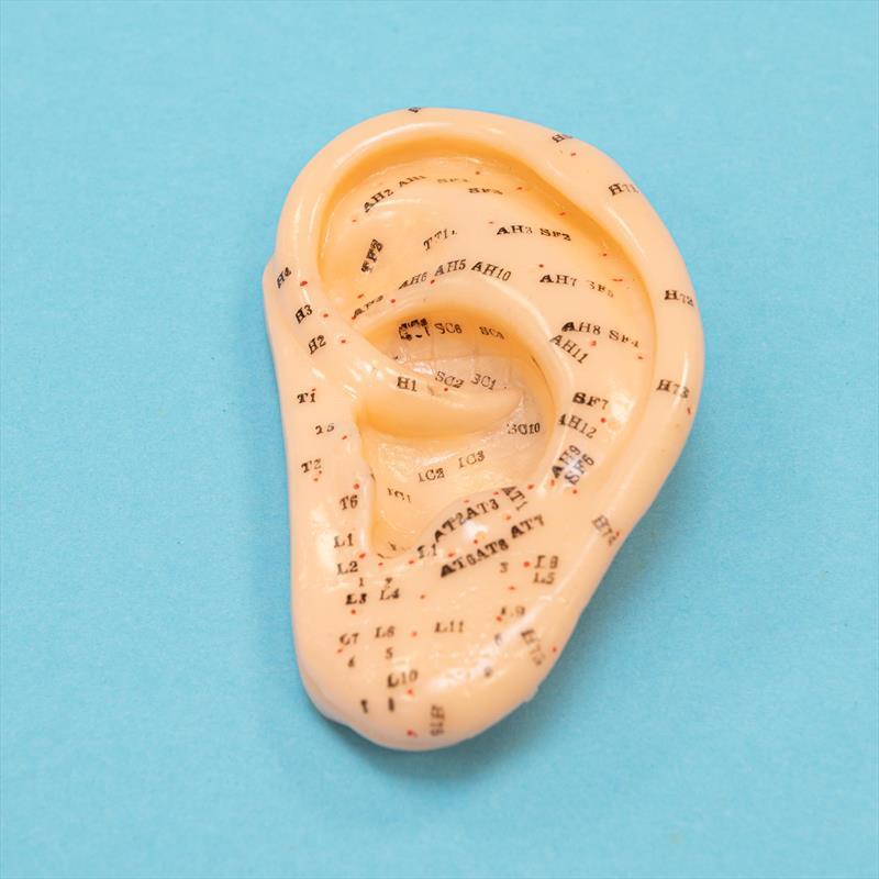Ear Model Showing Acupo.(enlarged 1:1.5)