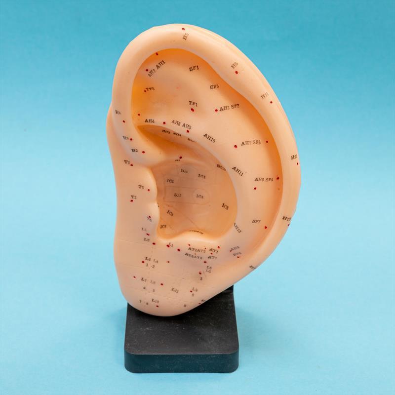 Extra Large 22cm Human Ear Model