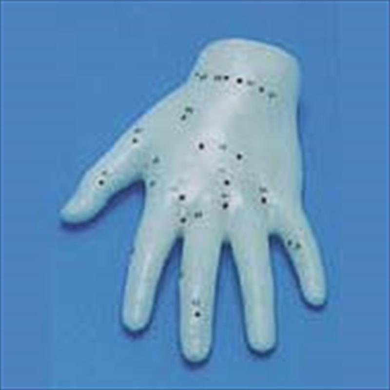 Hand Model Showing Acupoints(reduced3:1) ON SALE