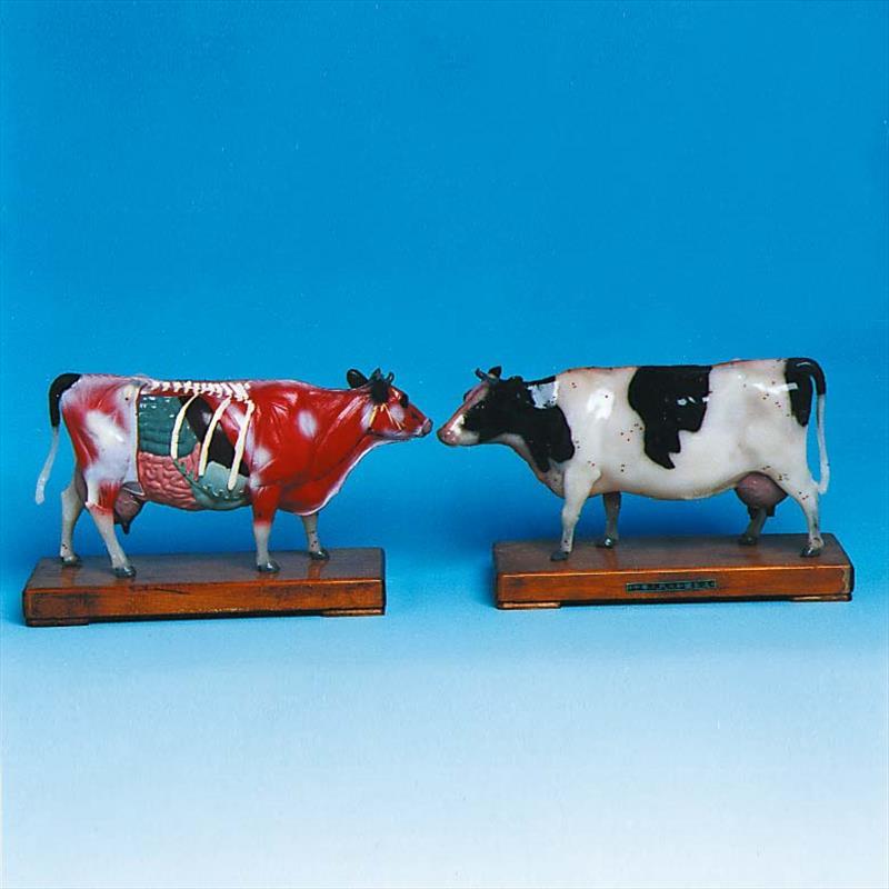 Showing Acupoints Model of Ox(26x14x8cm)