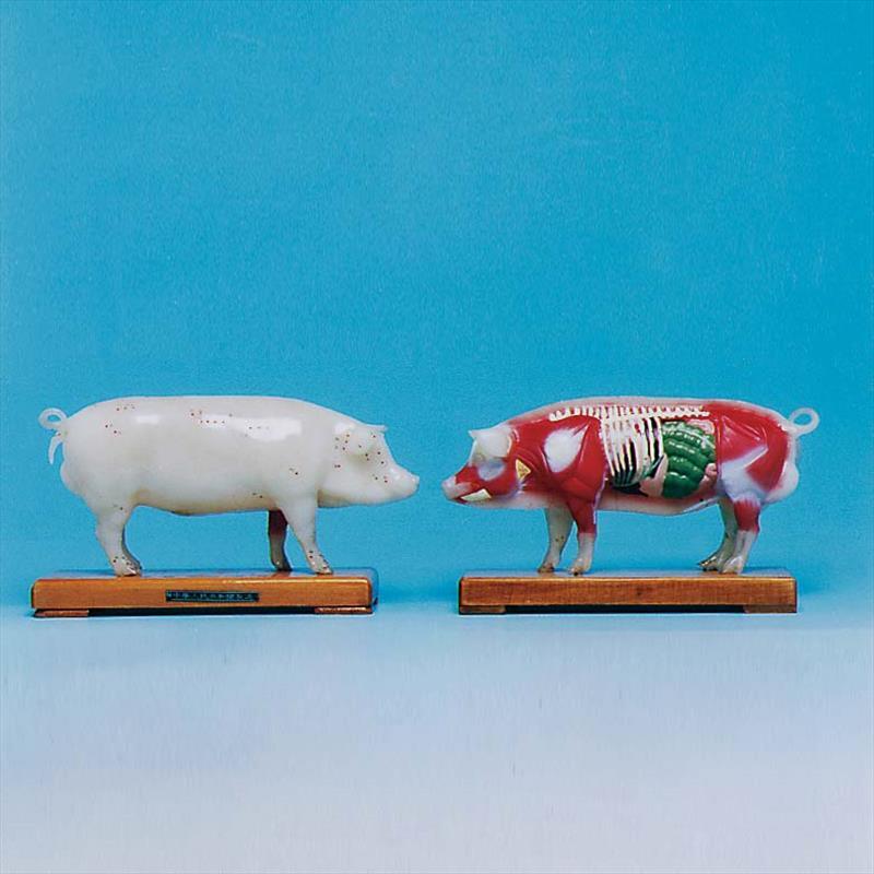 ShowingAcupointsModel of Pig(24x12x6cm)