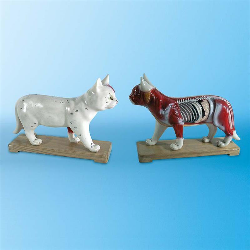 Showing Acupoints Model of Cat,28x8x19cm