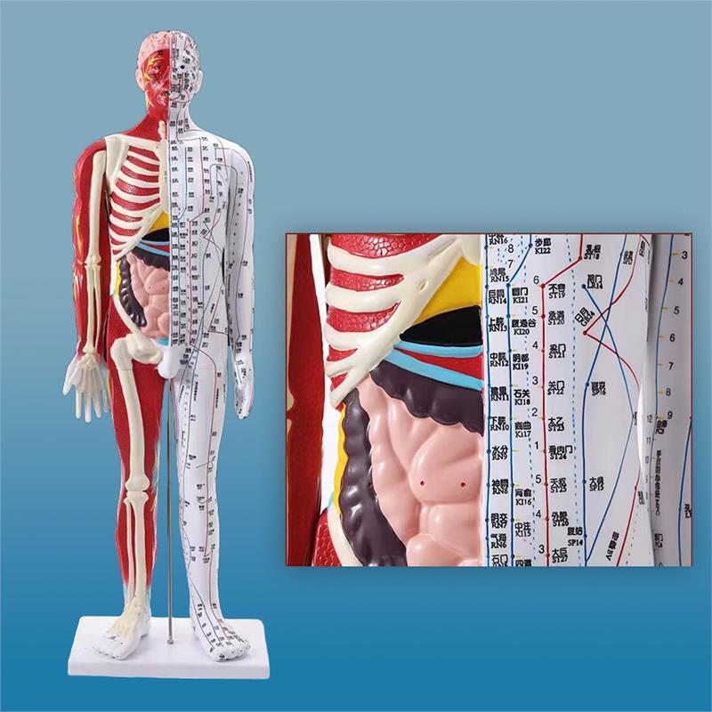 Human Acupuncture Model (85cm)